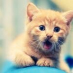 旺财28:让你在投资中获得丰厚回报 65h714uu0