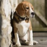 亿万28app:如何在手机上轻松赚取额外收入 av2yr