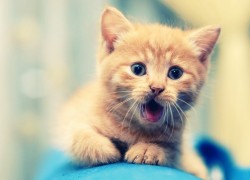 旺财28:让你在投资中获得丰厚回报 旺财28:让你在投资中获得丰厚回报