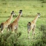 旺财28:开启你财富增长的新篇章 q5kzz